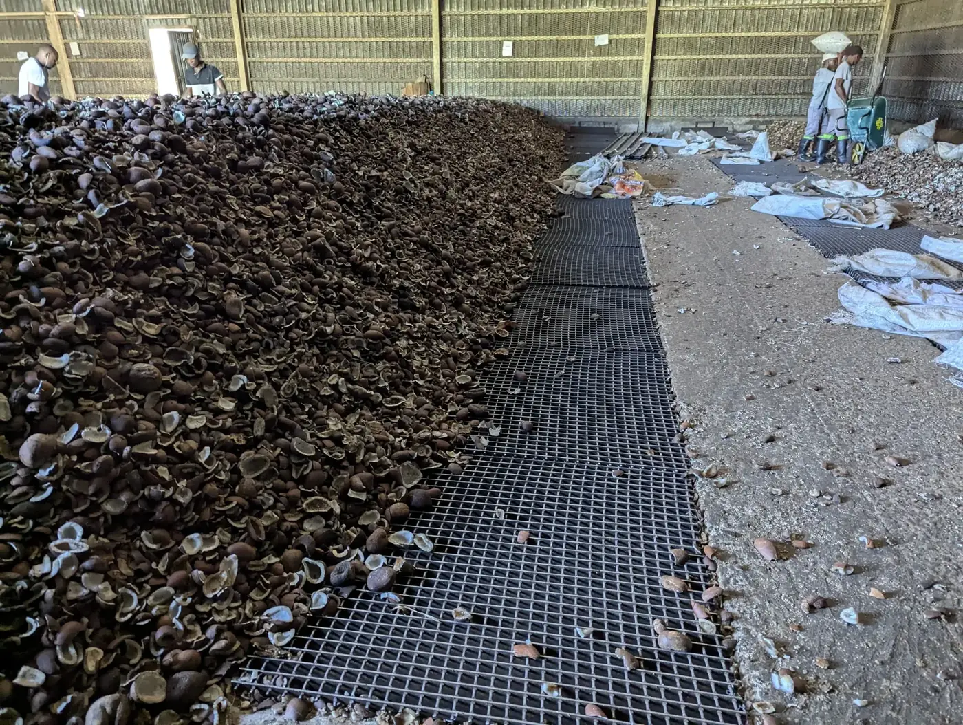 Copra a secar em estrados